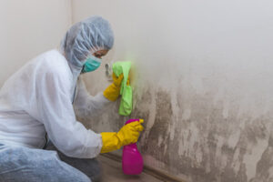 Mold Removal